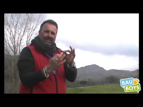 Come avvicinarsi a un cane appena conosciuto?