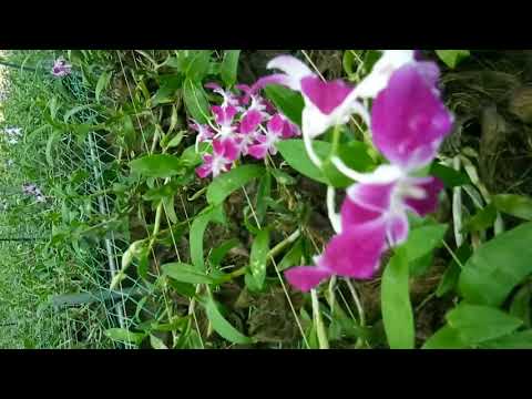 download lagu mp3 mp4 Orkit, download lagu Orkit gratis, unduh video klip Orkit