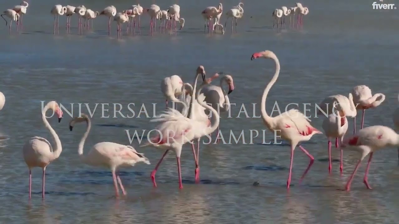 Flamingo