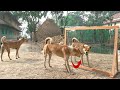 Crazy Dog Vs Mirror Reaction Angry Dog Fighting On Mirror Funny Moment