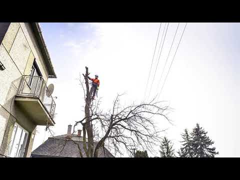 Elite Tree Care LLC video.
