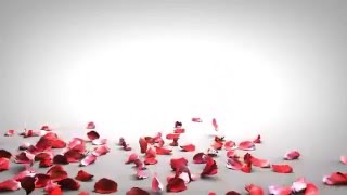 anh dong dep Effect Background rose petals falling Free Background Video Falling Rose Petals HD