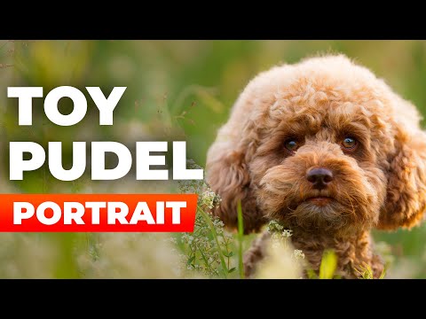 Charming little thing – A portrait of the toy poodle
