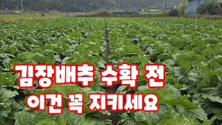 김장배추 수확 전 이건 꼭 지켜야 한다 가을배추 [배추재배방법]