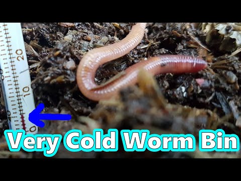 Outdoor Worm Bin In Winter