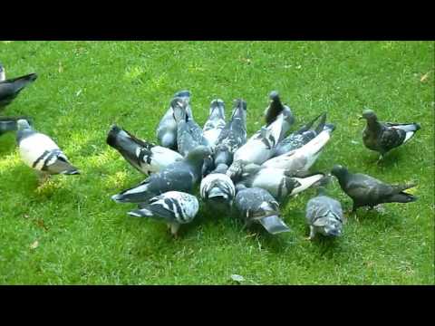 , title : 'Tiếng kêu và hình ảnh con chim bồ câu sound and picture of pigeon'
