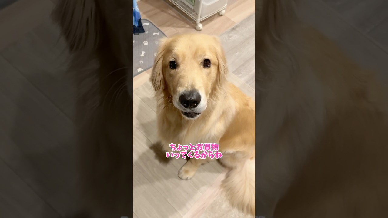 εε＝(((((ﾉ･ω･)ﾉおかえりー #大型犬 #ゴールデンレトリバー