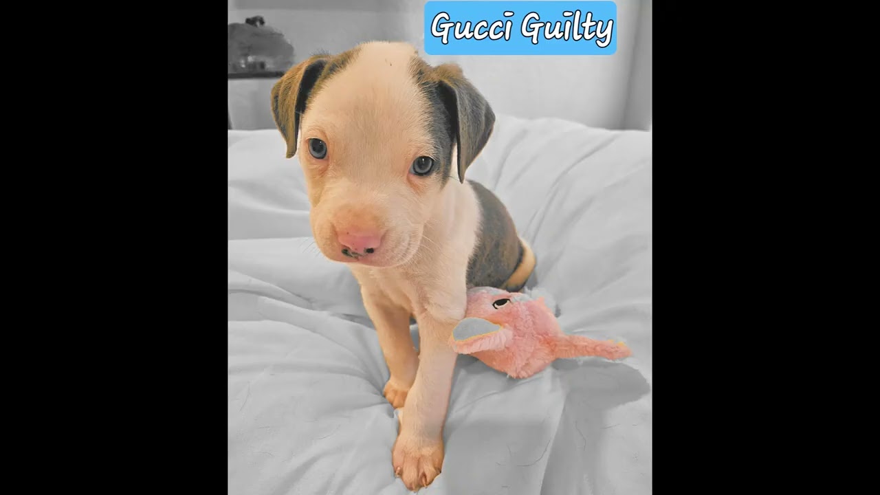 Puppy Party, an adopted mixed breed in Austin, TX video 6/6