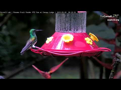 Snowy-bellied Hummingbird & Buff-throated Saltator | Quick Close-ups In Panama – Sept. 28