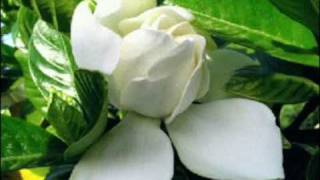 "ALAMO Y LOS DULCES" - Un jazmin y una rosa -