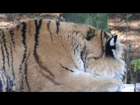 Yorkshire Wildlife Park visit on 22nd September 2016