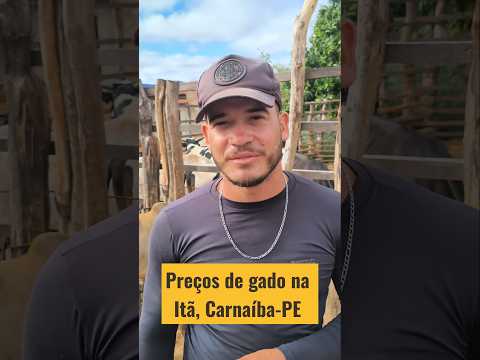 Pesquisa de preços de gado na Itã, Carnaíba-PE