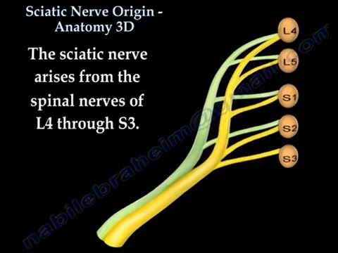 Sciatic Nerve  Anatomy , 3D animation
