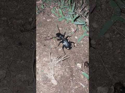 Night big size ent ##uttam nuture center trending vidio you tube short 308