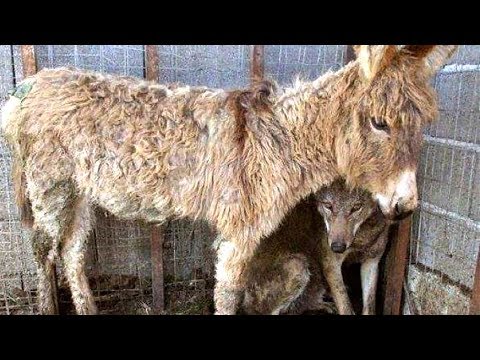 Wilder Wolf lässt sich nicht zähmen - dann soll er den Esel fressen!
