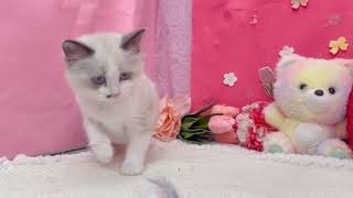 ラグドールの動画01