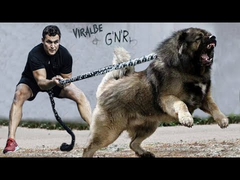 download lagu mp3 mp4 Albanian Shepherd, download lagu Albanian Shepherd gratis, unduh video klip Albanian Shepherd
