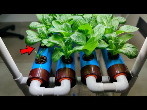 HYDROPONIC Farming at Home | Hydroponic Growing System for Beginners
