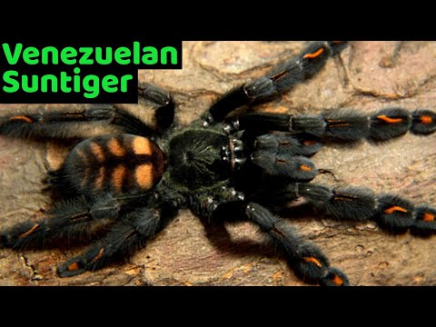 Sklípkavec tigrí (Psalmopoeus irminia) — starostlivosť a chov venezuelského slnečného tigra (The Tarantula Collective)