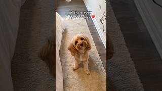 Download lagu 7 Signs Your Dog Loves You ❤️ mp3