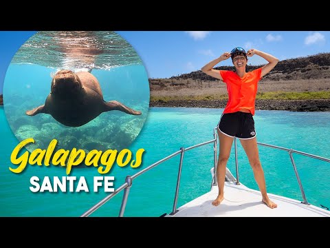 I LEONI MARINI delle GALAPAGOS sono assurdi! 🤣 Viaggio tra ISABELA e SANTA FE