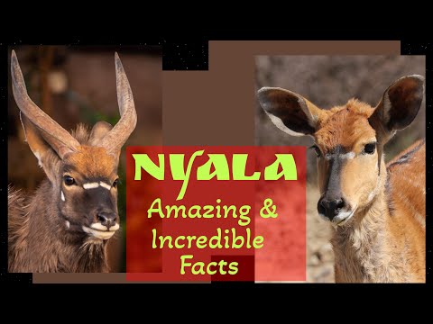Amazing Animal NYALA - Incredible Facts about Nyala, Size, Habitat, Diet, Reproduction and Lifespan