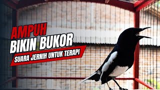 Download lagu suara BURUNG kacer GACOR ngeplong KONSLET Tarung ini Paling Ampuh buat PANCINGAN KACER agar EMOSI mp3 Download lagu suara BURUNG kacer GACOR ngeplong KONSLET Tarung ini Paling Ampuh buat PANCINGAN KACER agar EMOSI mp3