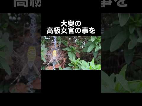 チアパス州ボナンパックのジョロウグモ・クラビペス