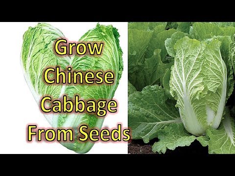 How to Grow Chinese Cabbage from Seeds