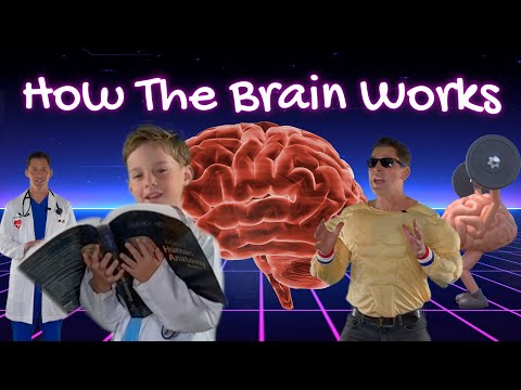 How does the brain work?  Inside the brain for kids!