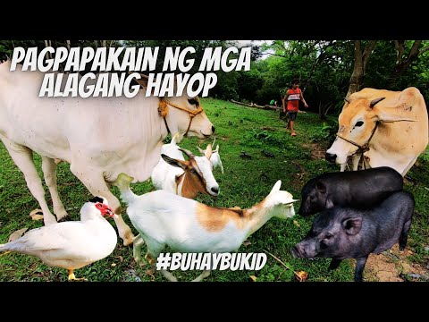 , title : 'BUHAY BUKID | Pagpapastol at pagpapakain ng mga alagang hayop -Baboy ramo, Pato, Itik, Kambing, Baka