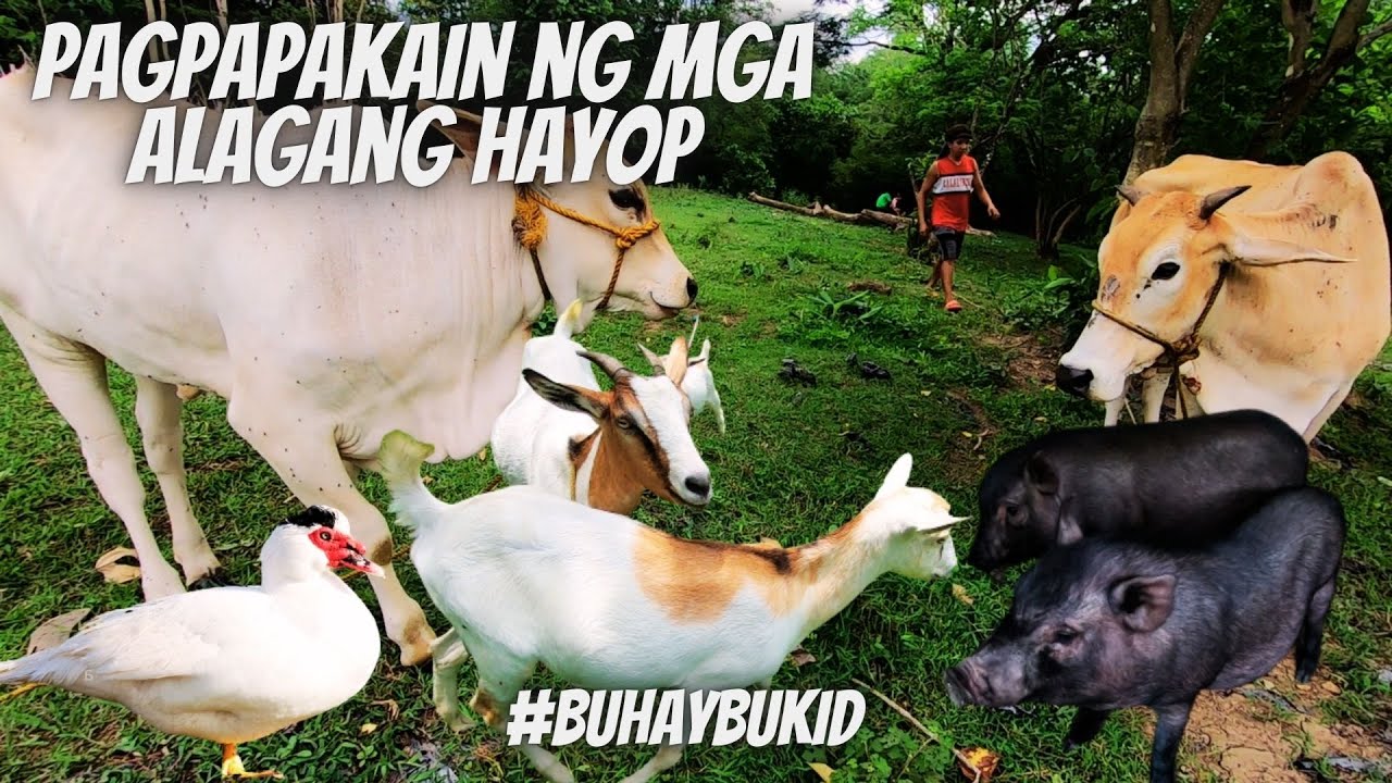 BUHAY BUKID | Pagpapastol at pagpapakain ng mga alagang hayop -Baboy ramo, Pato, Itik, Kambing, Baka