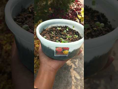 Zinnia Flower growing from seed #plants #flowers #gardening #nature
