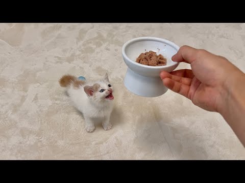 怪我してた生後１ヶ月の子猫を保護して初めて離乳食をあげたらこうなっちゃいました…