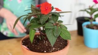How to Plant Impatiens in a Container : Indoor Planting