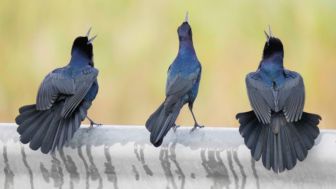 Boat Tailed Grackles: Singing and Dancing Ritual