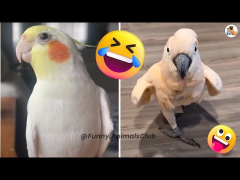Compilation de perroquets drôles et d'oiseaux mignons (2023)🦜🤣🤣 |funny animals club