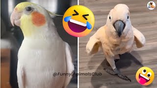 Miniature vidéo