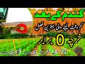 Short time profit crops after wheat | Profitable crops grown after wheat | گندم کے بعد کی فصلیں