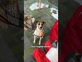 SHELTER DOGS visit Santa Paws!