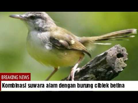 download lagu mp3 mp4 Masteran Ciblek Stres, download lagu Masteran Ciblek Stres gratis, unduh video klip Masteran Ciblek Stres