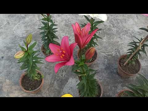 Lilium Flowers 2022.