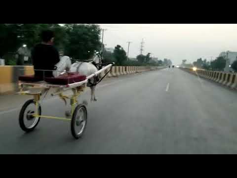 Charag Bali ghori sialkot tanga race