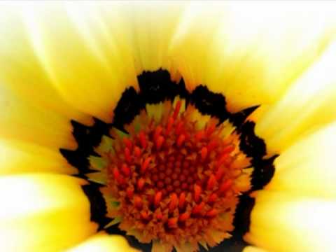 Amazing Flowers | World's Top 50 Flowers | Beautiful Song | Must watch