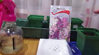 Посев Схизантуса 20.03.2018