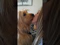 Kiss Kissing Dog Doglover Love Shorts