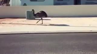 Download lagu Kata baba hewan aneh persi onder sepot mp3 Download lagu Kata baba hewan aneh persi onder sepot mp3