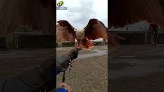 Download lagu Elang bondol #eagle #fflc #elang #freefly #soaring #bondol #bk mp3