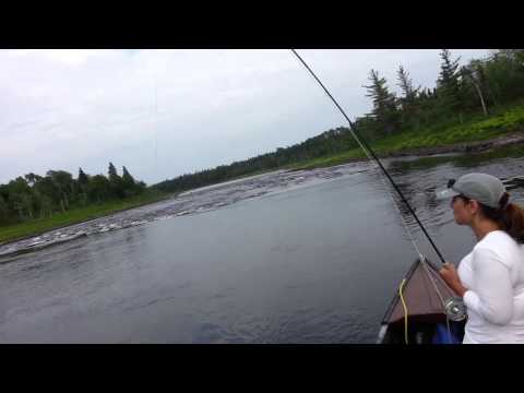 First Salmon on Gander River