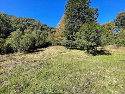 SE VENDE CAMPO DE 110 HECTÁREAS – COMUNA DE CURACAUTÍN. $3.000.000  x  hectárea